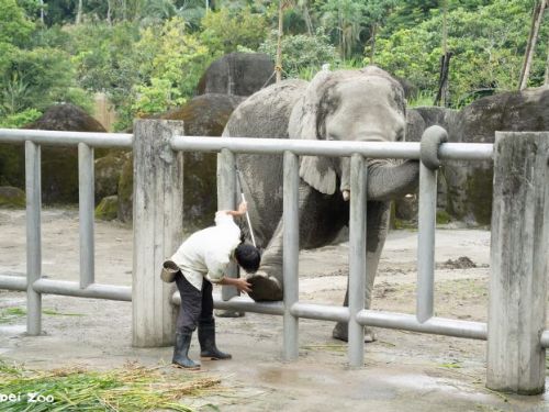 大象也有上課時間！臺北市立動物園邀民眾認識非洲象訓練與行為豐富化